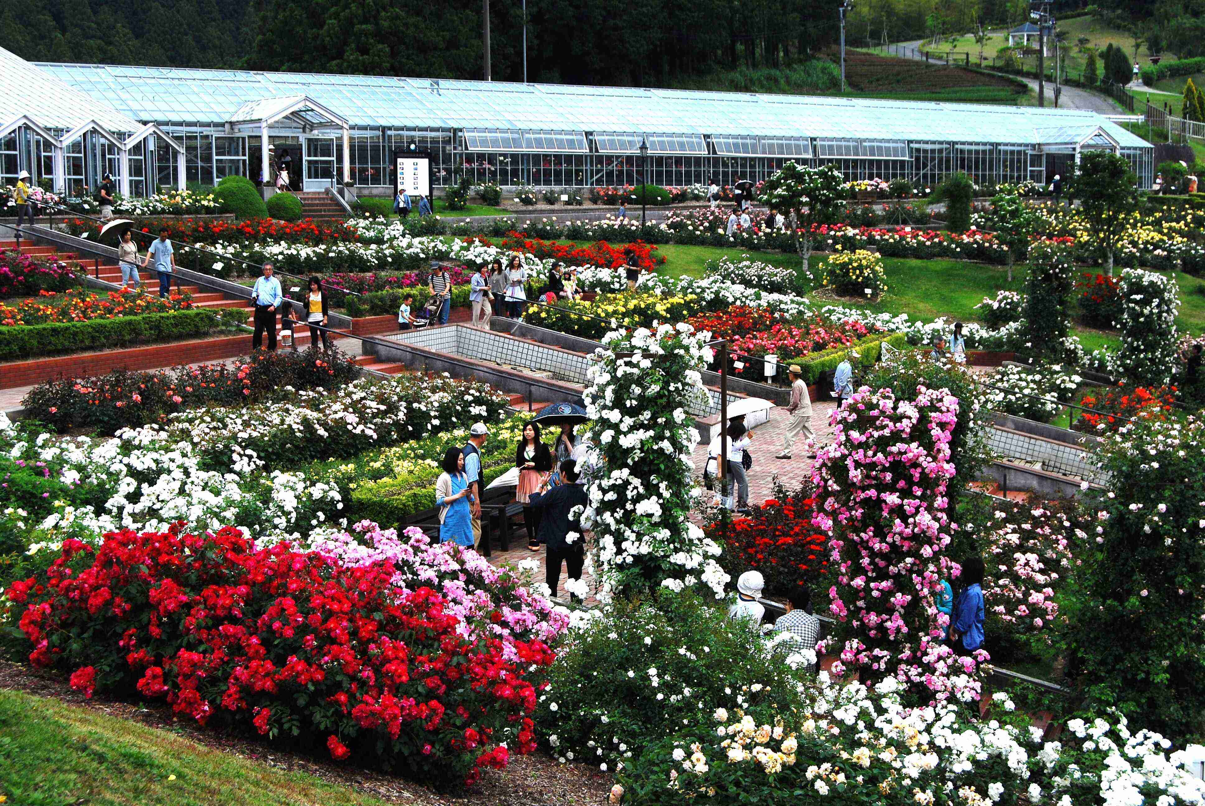 🌹 시마다시 장미 언덕 공원(시마다시바라노오카코엔) 이미지 1